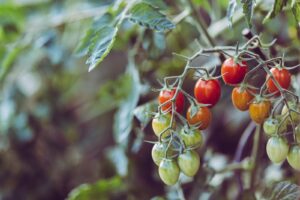 økologiske tomater
